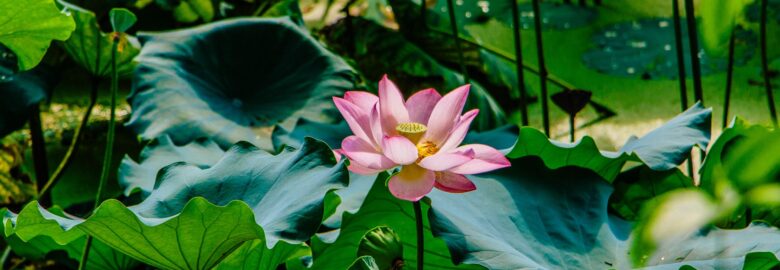 Bianca-Mădălina Bran