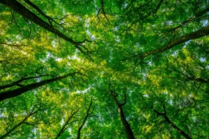 Despre prezența clipei și medierea terapeutică
