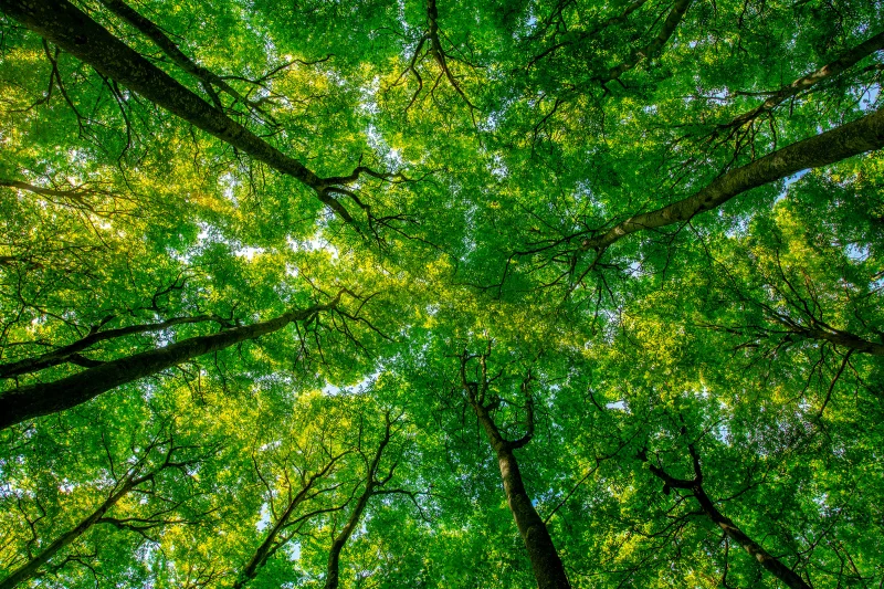 Despre prezența clipei și medierea terapeutică